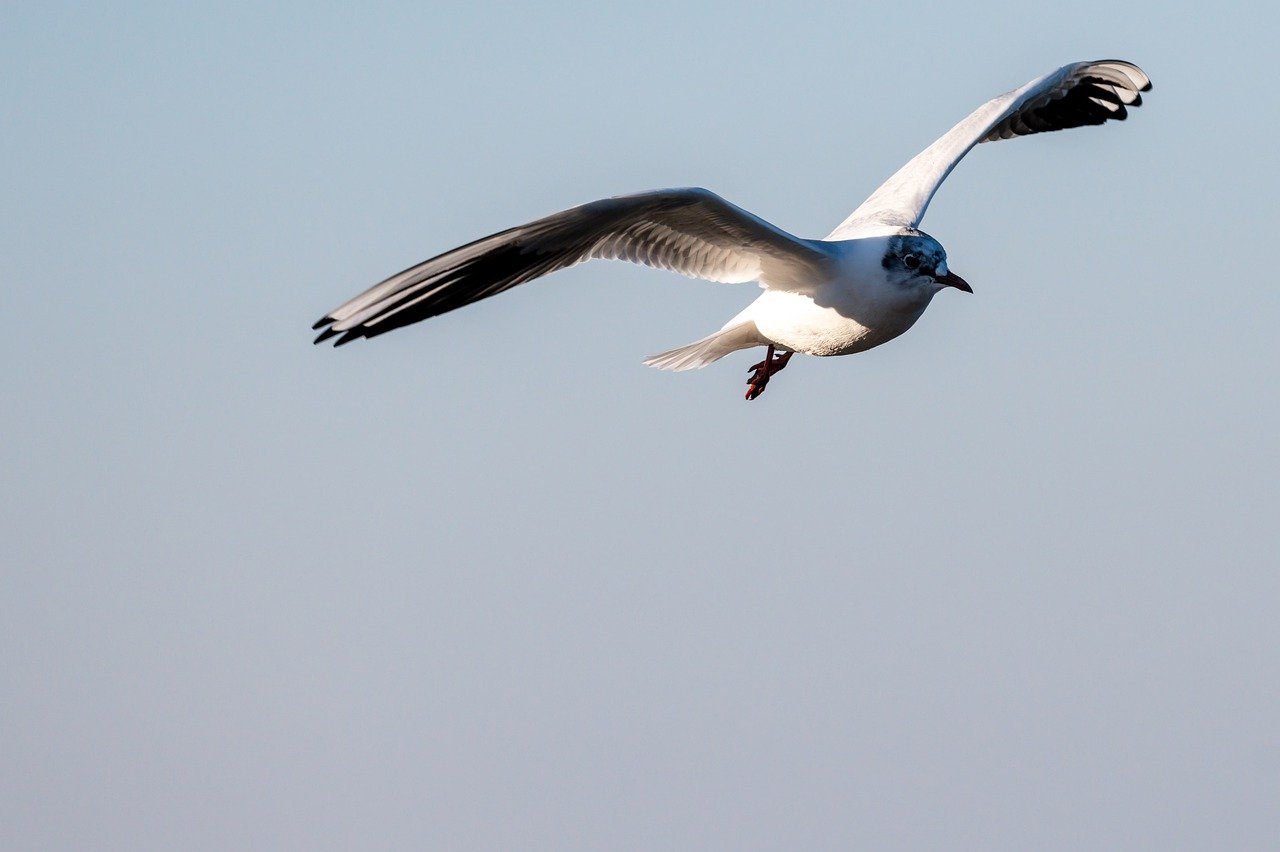 Bird Gull Plumage Bird Watching  - BernhardJaeck / Pixabay
